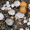 浜辺を行けば