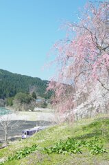 秋田内陸縦貫鉄道の春