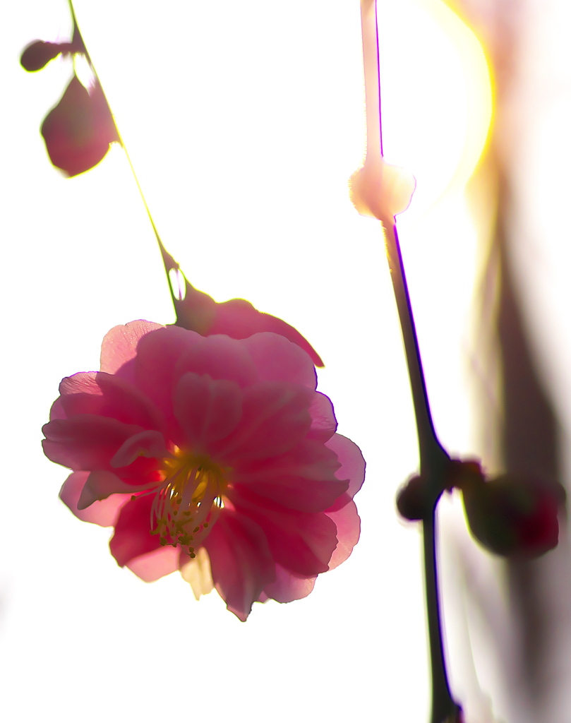 紅一輪