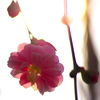 紅一輪