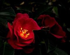 山茶花の素顔