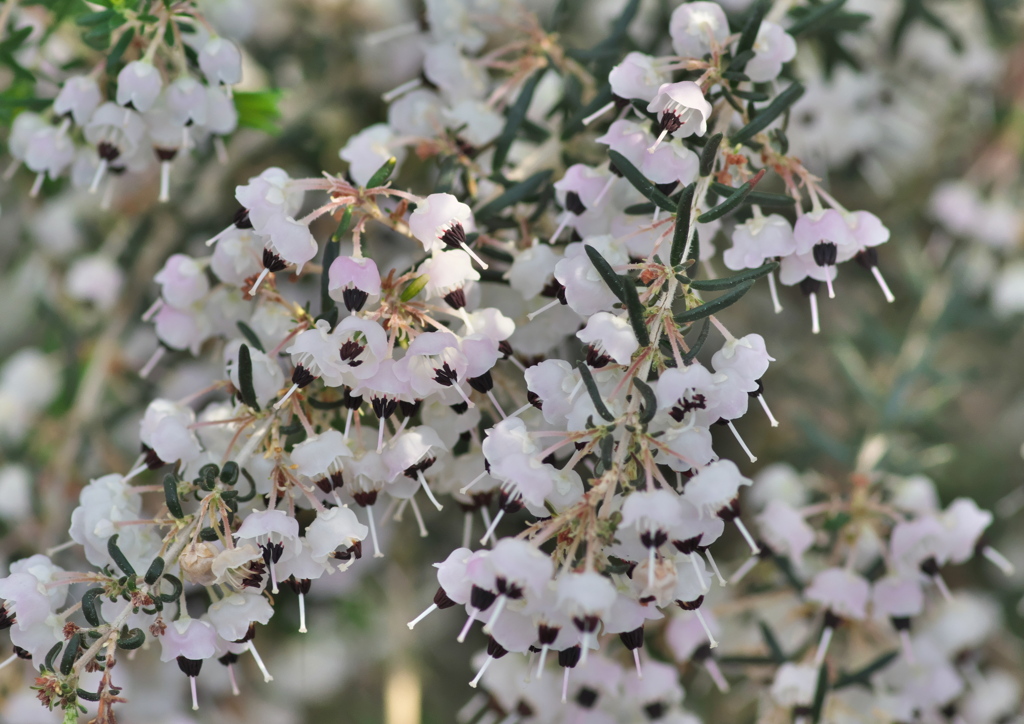 ふしぎなエリカ属