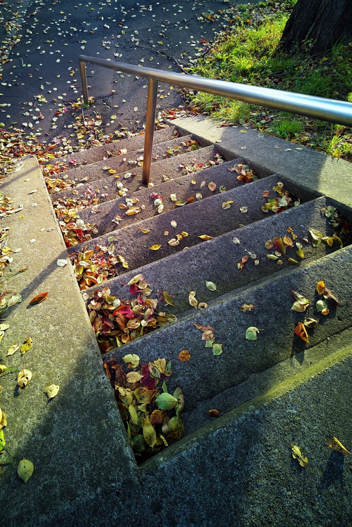 落ち葉階段