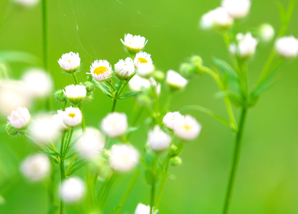 小花たちのやすらぎ