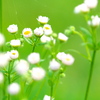 小花たちのやすらぎ