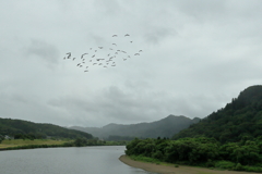 五月雨の米代川をカラスの群れの渡りけり