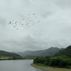 五月雨の米代川をカラスの群れの渡りけり