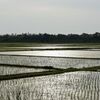 田植えを終えて