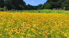 夏の夢