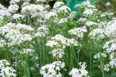 にらの花,いっぱい
