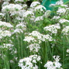にらの花,いっぱい
