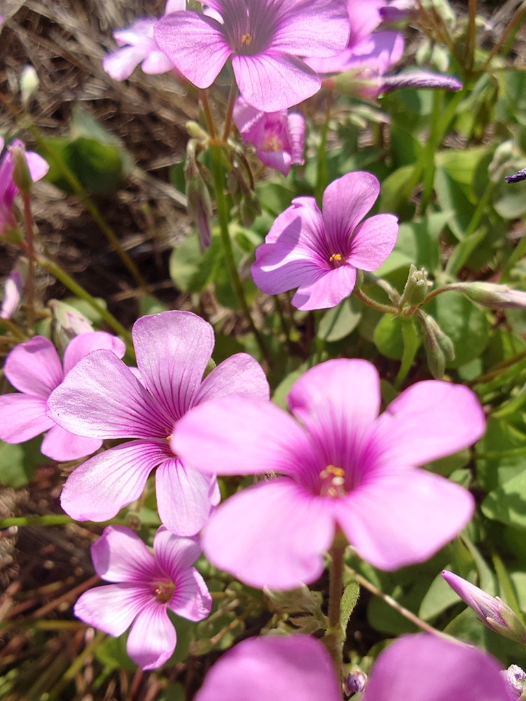 昼に咲く花