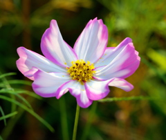 今朝の花