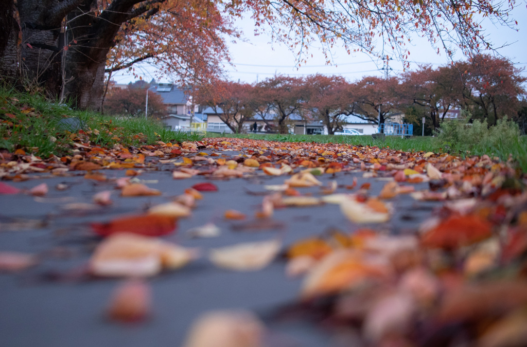 紅葉且つ散る by 勇次 (ID:11411522) - 写真共有サイト:PHOTOHITO