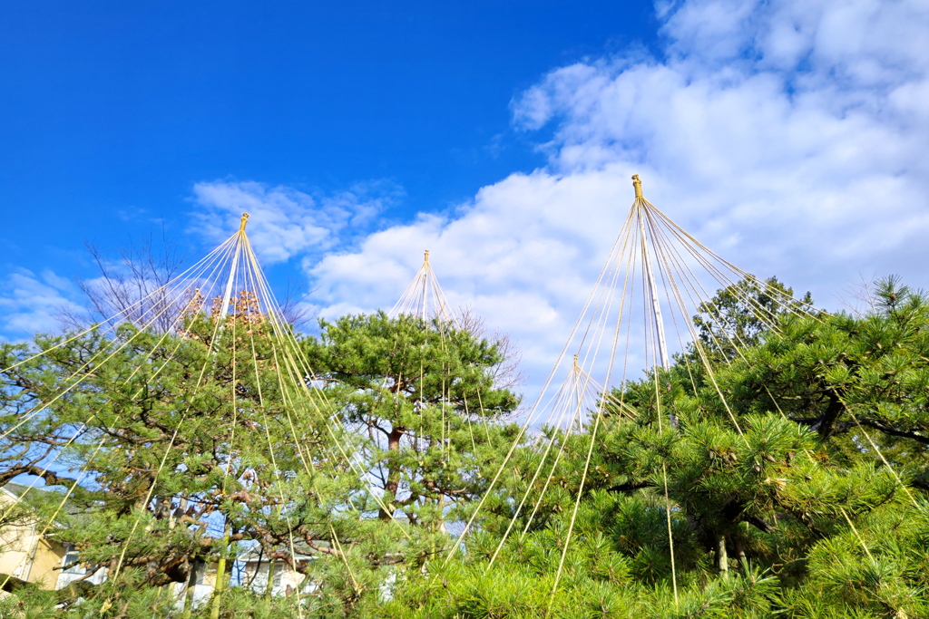 如斯亭の雪吊り、準備万端！