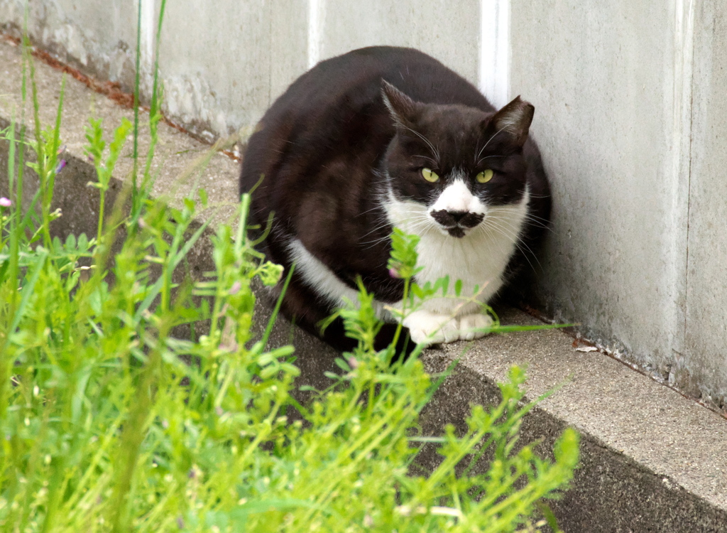 パト猫