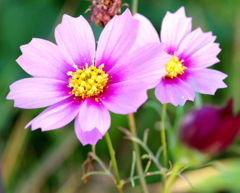 今朝の花
