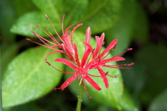 曼珠沙華、咲き初むる