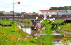 土手を歩けば