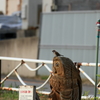 すずめくん、いいところにいるね。