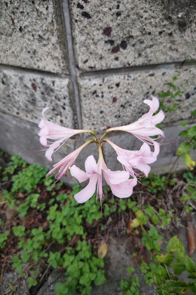 何に見えますか？