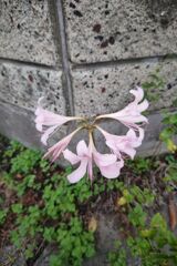何に見えますか？