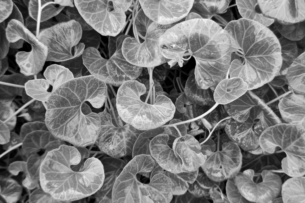 B/W
