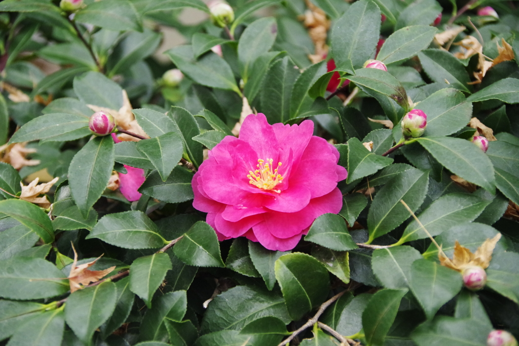 山茶花、盛り