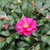 山茶花、盛り
