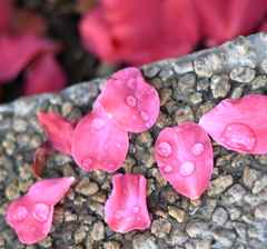 水玉、落花に染まる