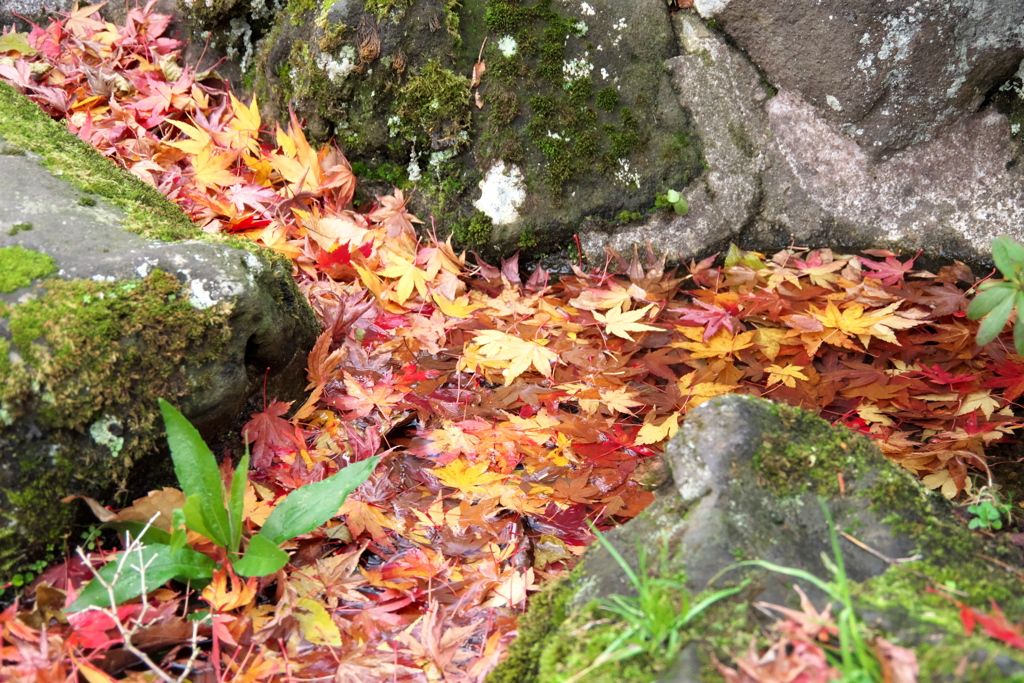流れ、染まる。