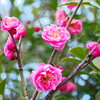28mmオールドレンズで撮る