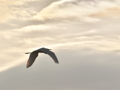 サギ、秋空をゆく