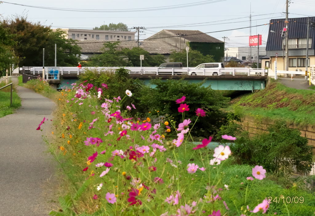 面影橋