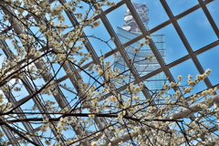 ポートタワーセリオンと白梅の青空