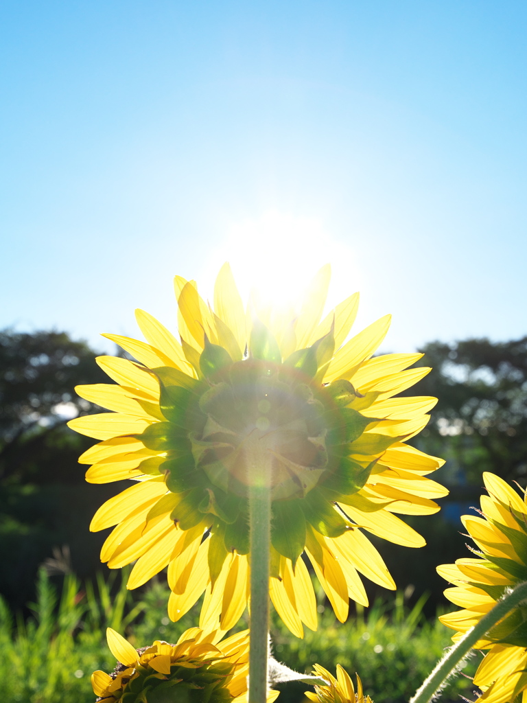 太陽にほえろ！