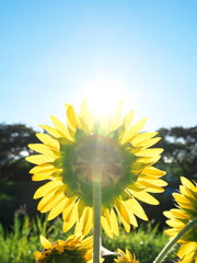 太陽にほえろ！