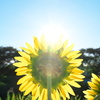 太陽にほえろ！