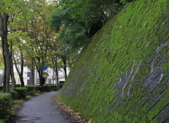 苔蒸して