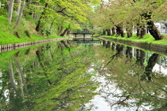 深緑の水面