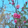 28mmオールドレンズで撮る　Part2