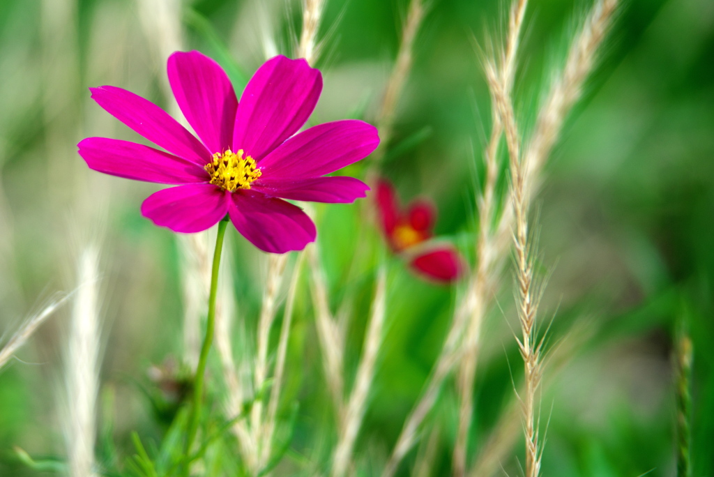 ことしも咲いたよ