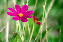 ことしも咲いたよ