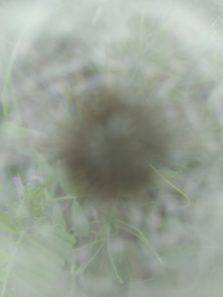 蒲公英の中へ