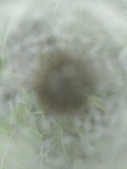 蒲公英の中へ