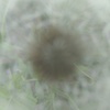 蒲公英の中へ