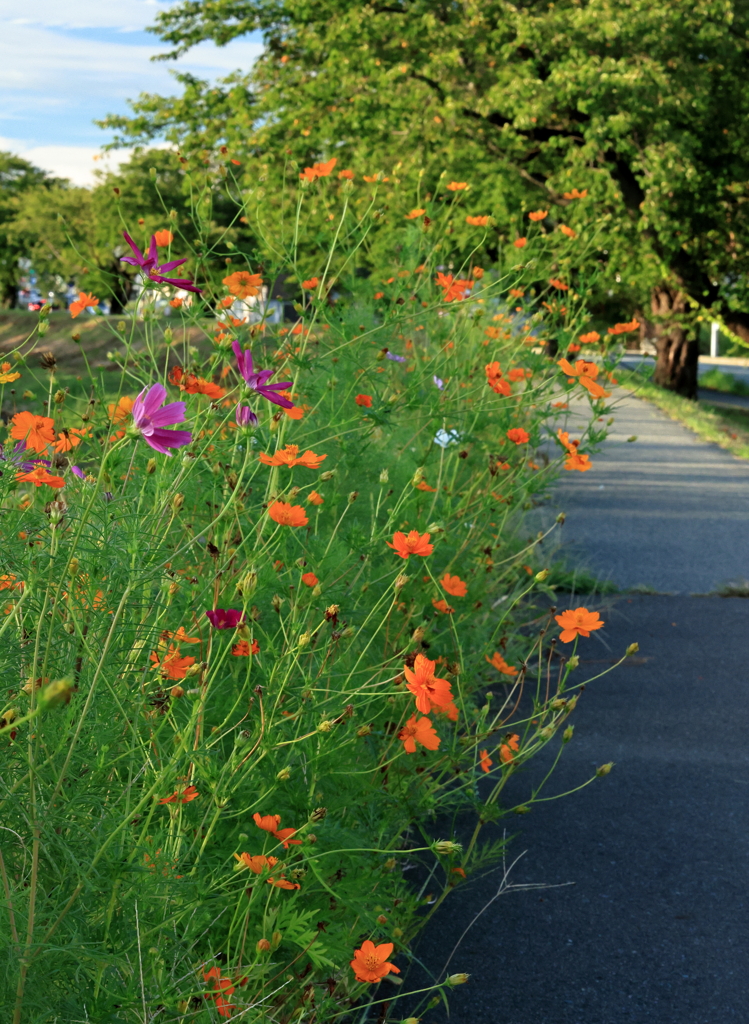 花の散歩道