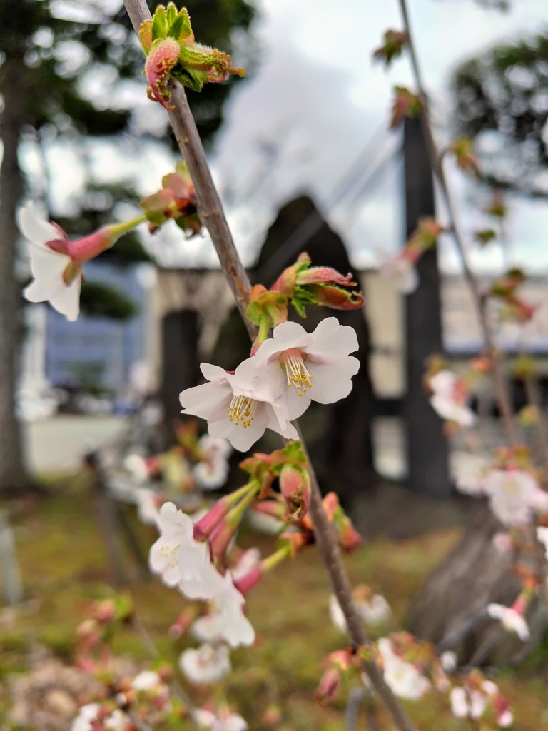 秋田市でもやっと開花しました。