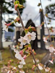 秋田市でもやっと開花しました。