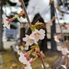 秋田市でもやっと開花しました。